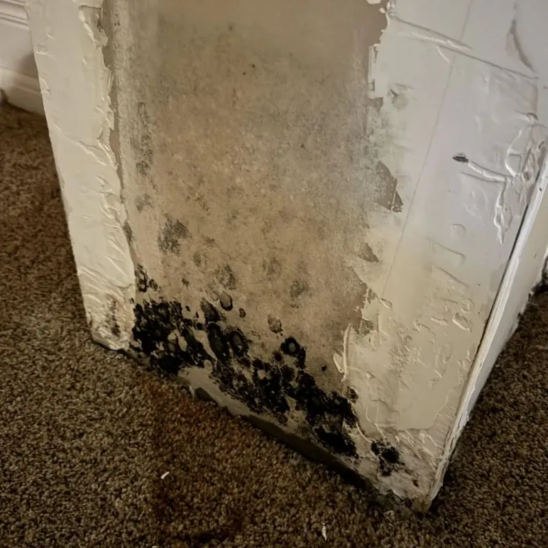 Professional Mold Removal in Pineville, LA